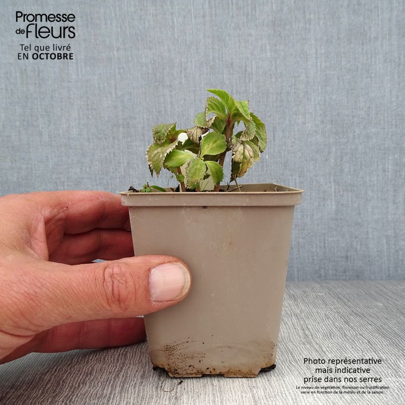 Amostra de Chloranthus japonicus Vaso de 8/9 cm tal como entregue no outono