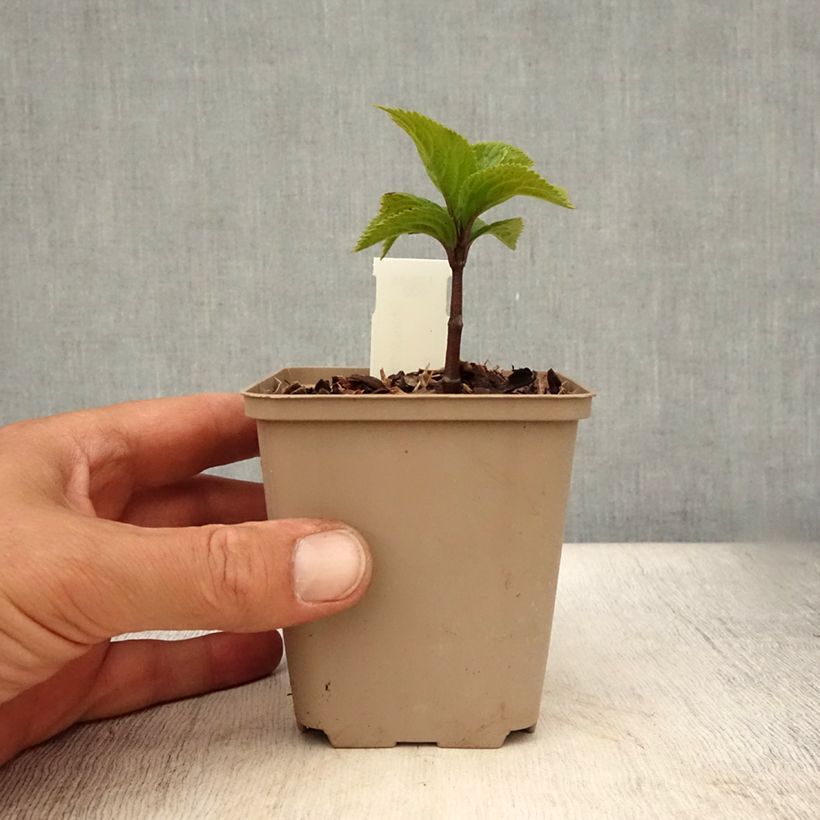Amostra de Chloranthus japonicus Vaso de 8/9 cm tal como entregue no verão