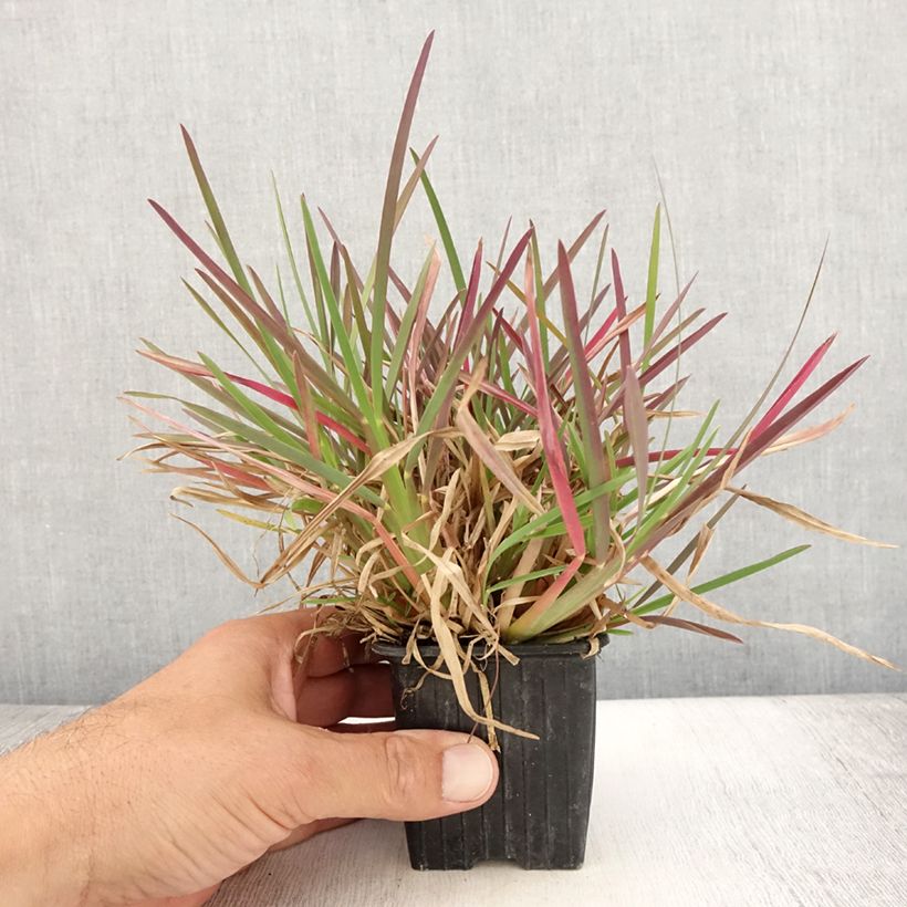 Amostra de Chloris distichophylla Vaso de 8/9 cm tal como entregue no verão