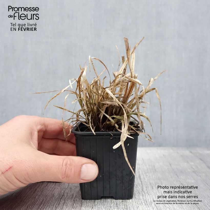 Amostra de Chloris distichophylla Godet de 8/9 cm tal como entregue no inverno