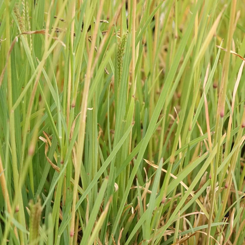 Chloris virgata (Folhagem)