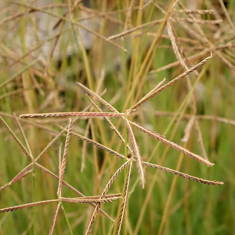 Chloris virgata (Floração)