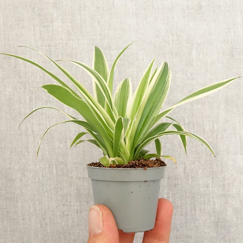 Amostra de Chlorophytum comosum Irish Mini-plante tal como entregue na primavera