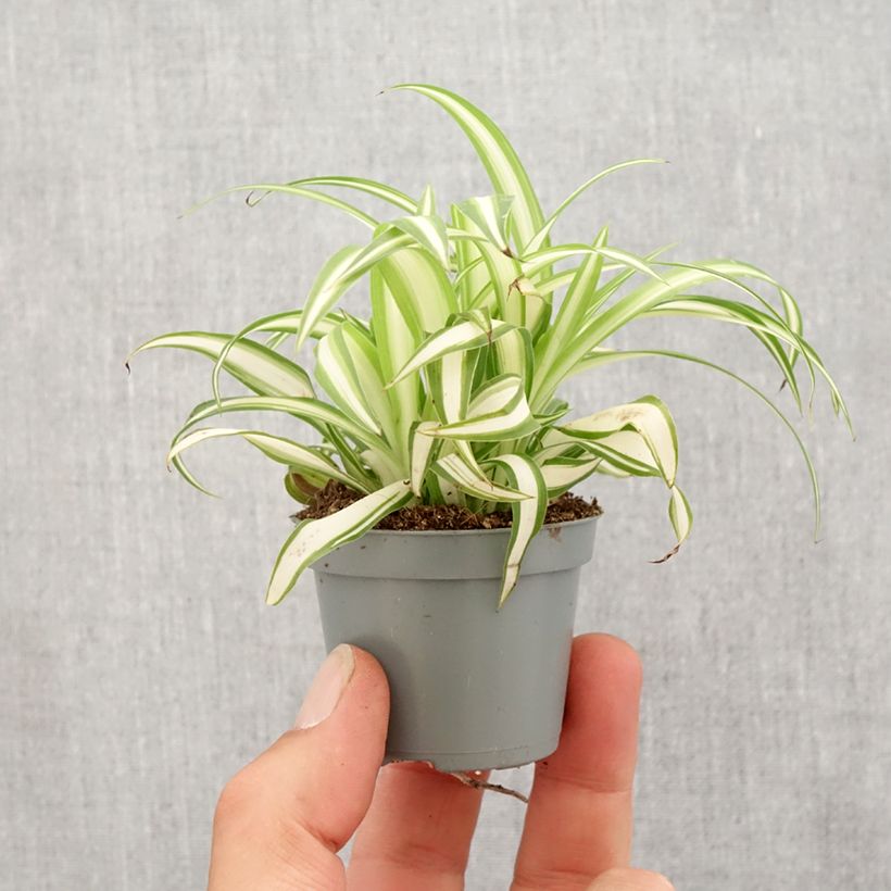 Amostra de Chlorophytum comosum Variegatum Mini-plante tal como entregue na primavera