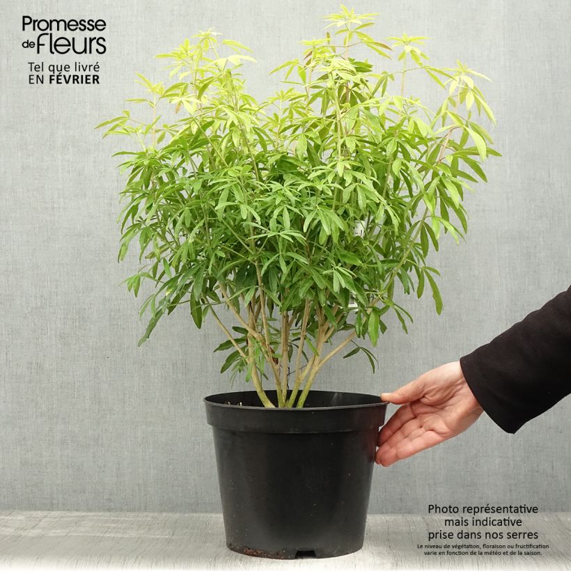 Amostra de Choisya Goldfinger - Oranger du Mexique Vaso de 7,5 L/10 L tal como entregue no inverno