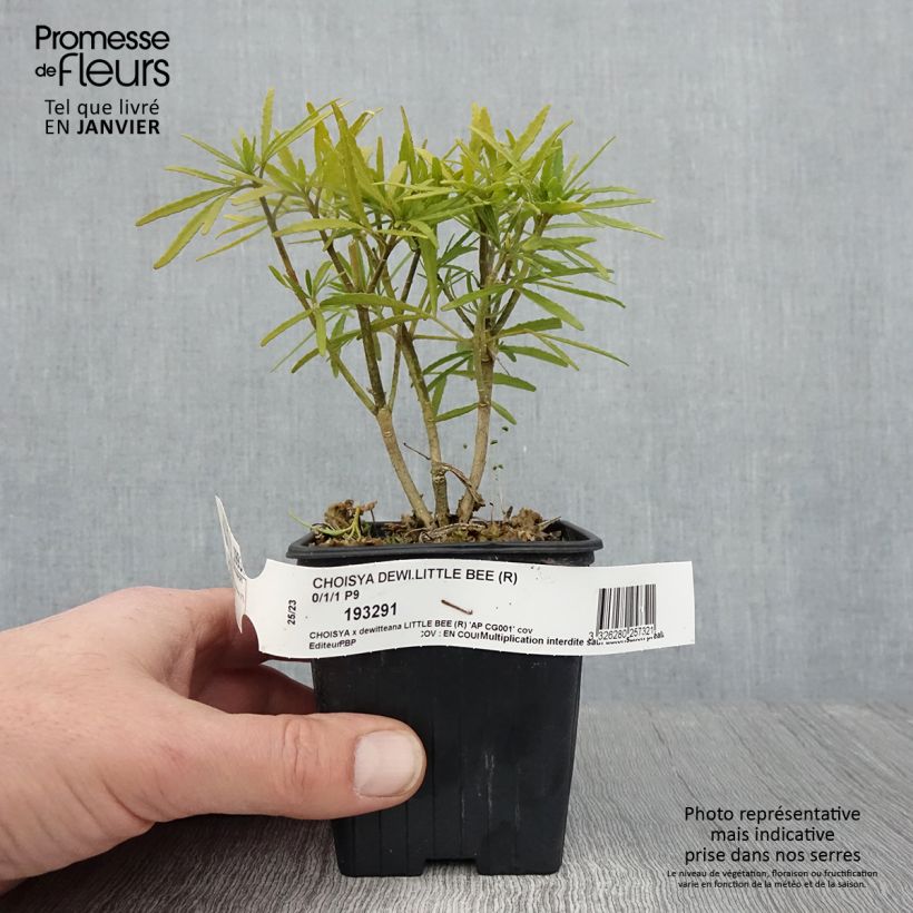 Amostra de Laranjeira-do-México Little Bee - Choisya Vaso de 8/9 cm tal como entregue no inverno