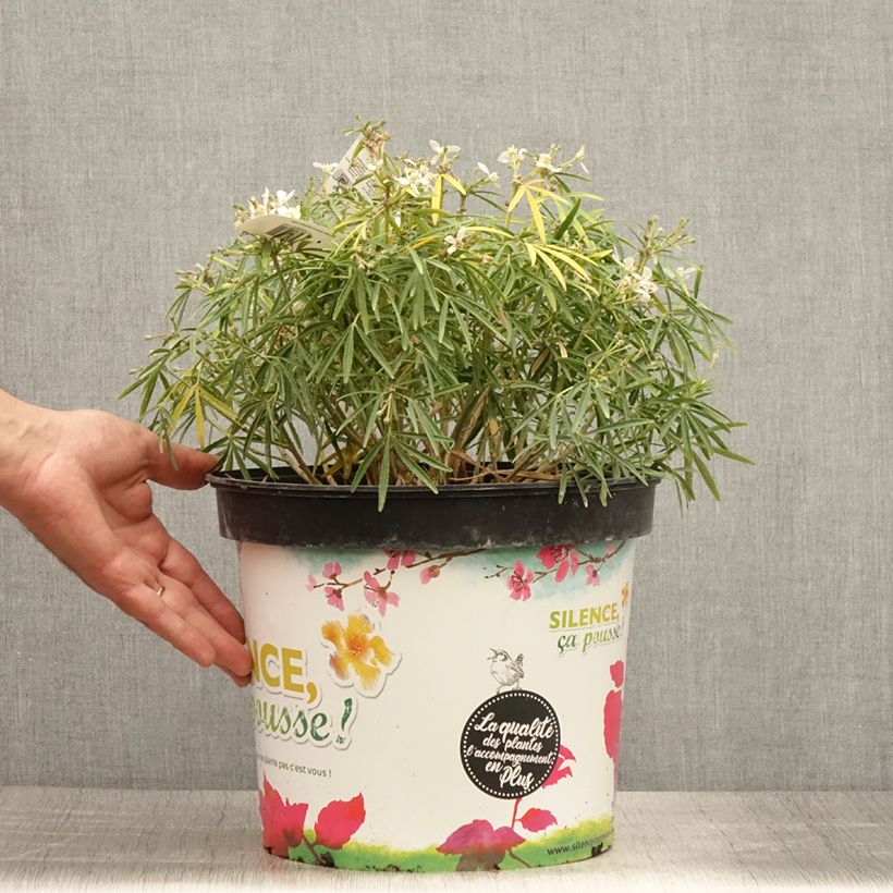 Amostra de Laranjeira-do-México Little Bee - Choisya Vaso de 3 L/4 L tal como entregue no verão