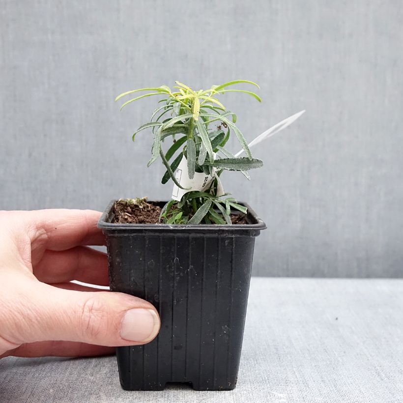 Amostra de Choisya Little Honey Bee - Oranger du Mexique Vaso de 8/9 cm tal como entregue no inverno