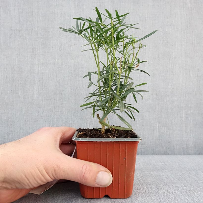 Amostra de Choisya Scented Gem - Oranger du Mexique Vaso de 8/9 cm tal como entregue no inverno