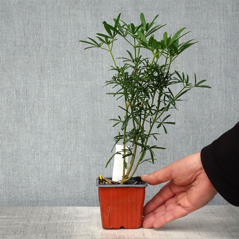 Amostra de Laranjeira-do-México Scented Gem - Choisya Vaso de 8/9 cm tal como entregue na primavera