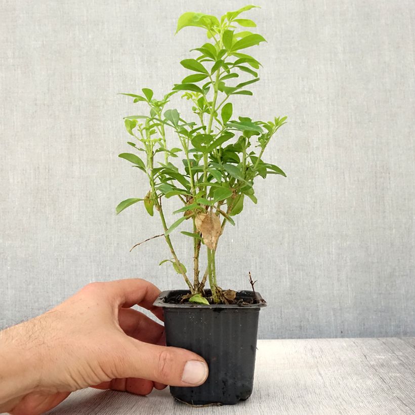Amostra de Laranjeira-do-México Sundance - Choisya ternata Vaso de 8/9 cm tal como entregue no outono