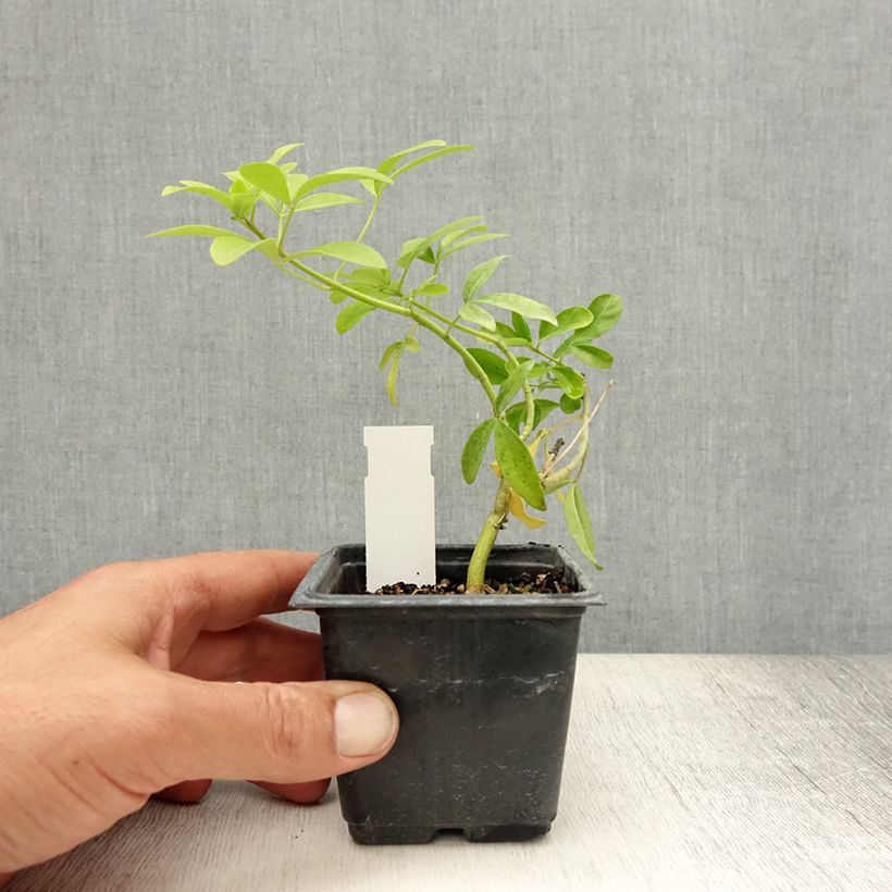 Amostra de Laranjeira-do-México Sundance - Choisya ternata Vaso de 8/9 cm tal como entregue no verão
