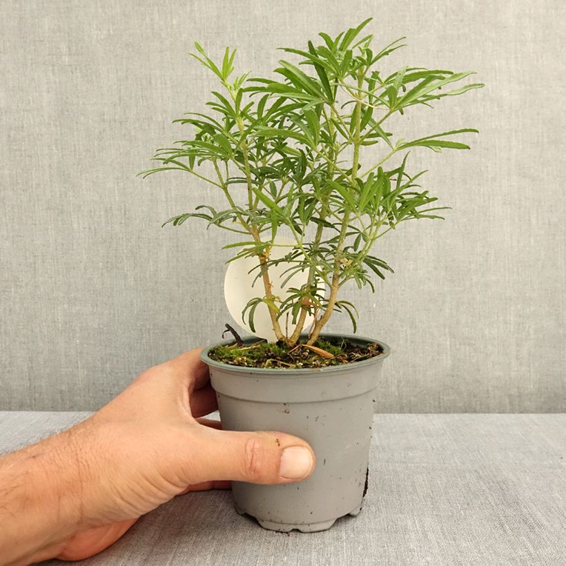 Amostra de Laranjeira do México Anã White Dazzler - Choisa Vaso de 12 cm/13 cm tal como entregue no verão
