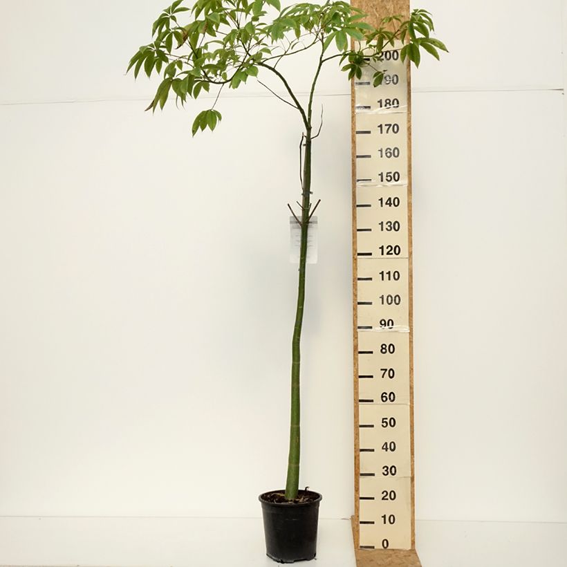 Amostra de Ceiba speciosa Vaso de 7,5 L/10 L tal como entregue no outono