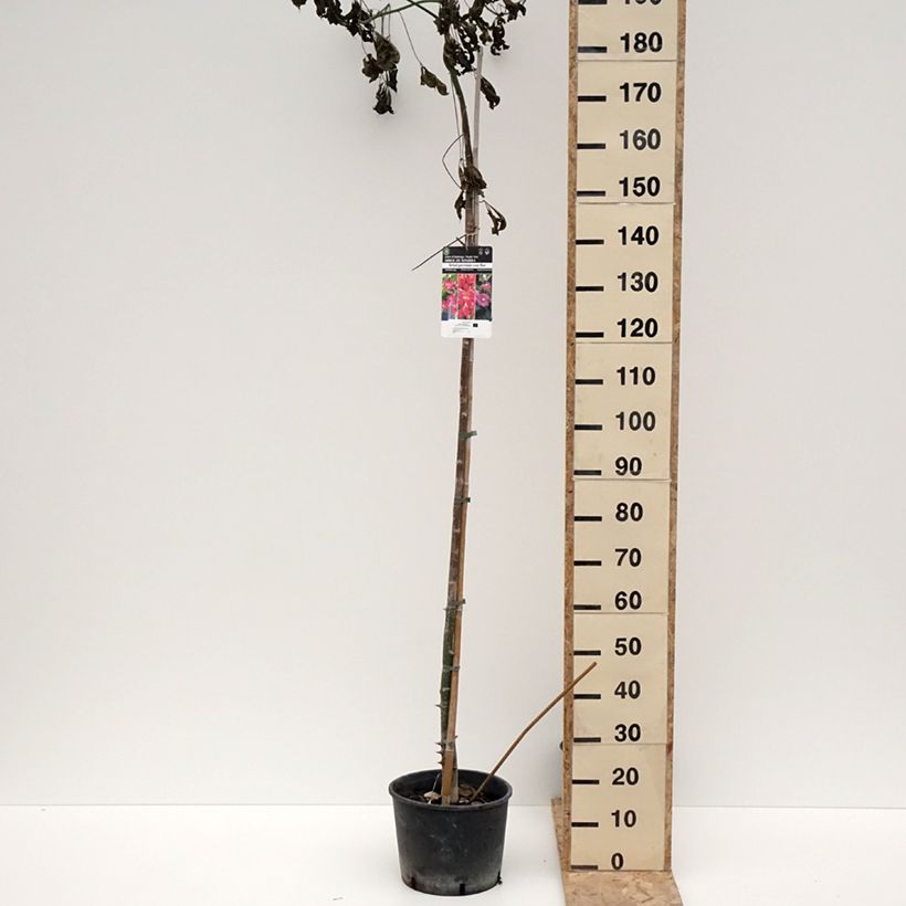 Amostra de Chorisia ou Ceiba speciosa - Faux Kapokier, Arbre bouteille Pot de 7,5L/10L tal como entregue no inverno