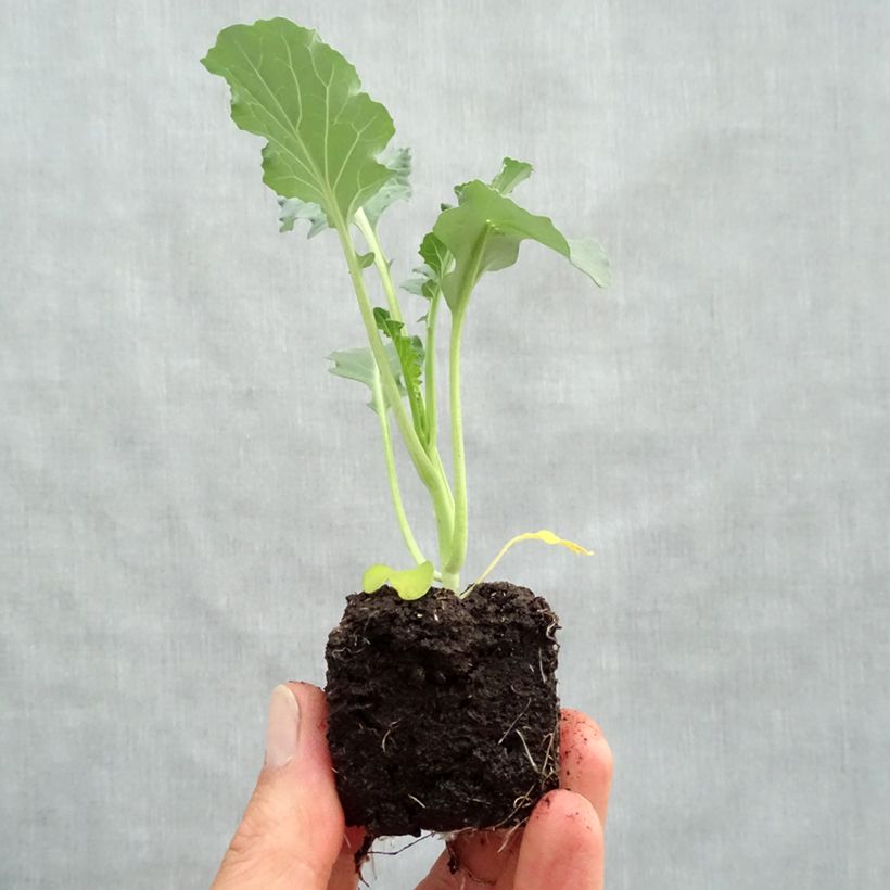 Amostra de Chou Brocoli Marathon F1 en plants Mini-torrão Ø 3/4 cm tal como entregue na primavera