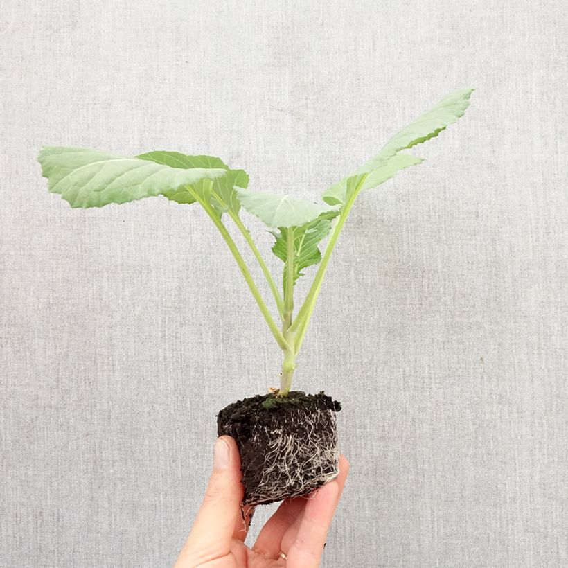 Amostra de Repolho Tête de Pierre F1 plantas jovens Mini-torrão Ø 3/4 cm tal como entregue na primavera
