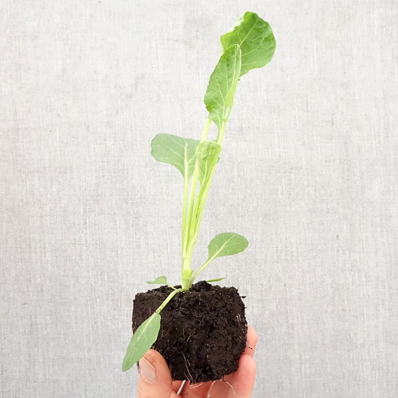Amostra de Couve-de-bruxelas Bright F1 plantas jovens Mini-torrão Ø 3/4 cm tal como entregue na primavera