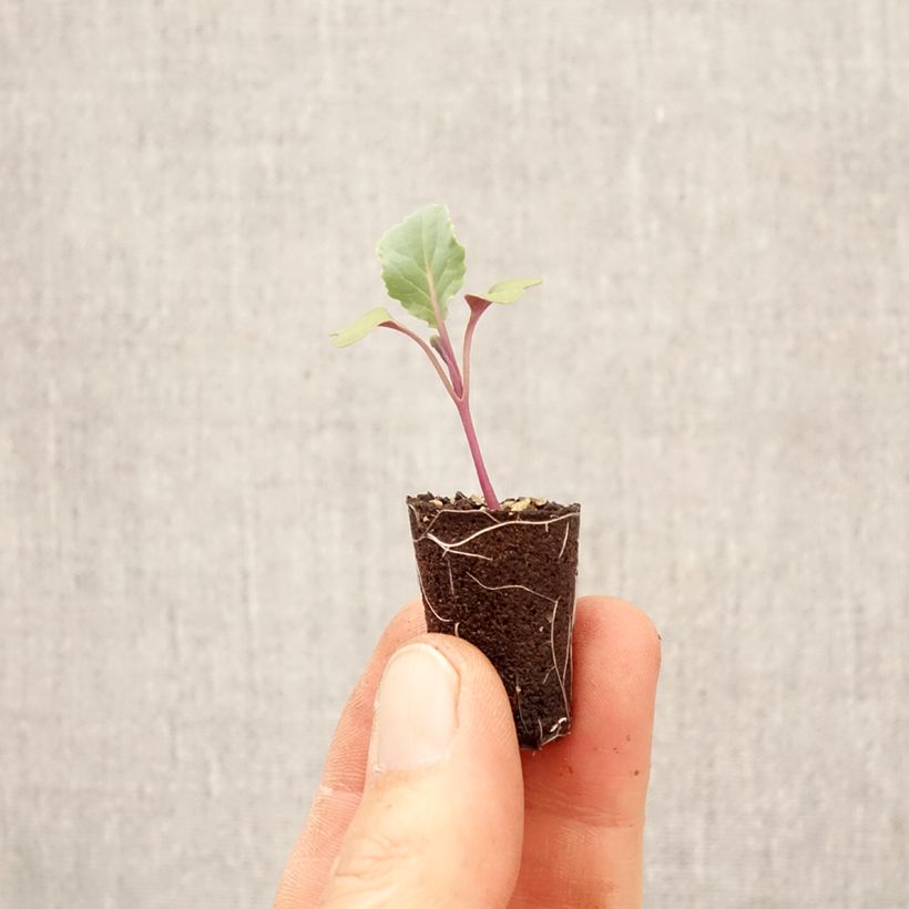 Amostra de Couve-flor Freedom F1 Mini-torrão Ø 3/4 cm tal como entregue na primavera
