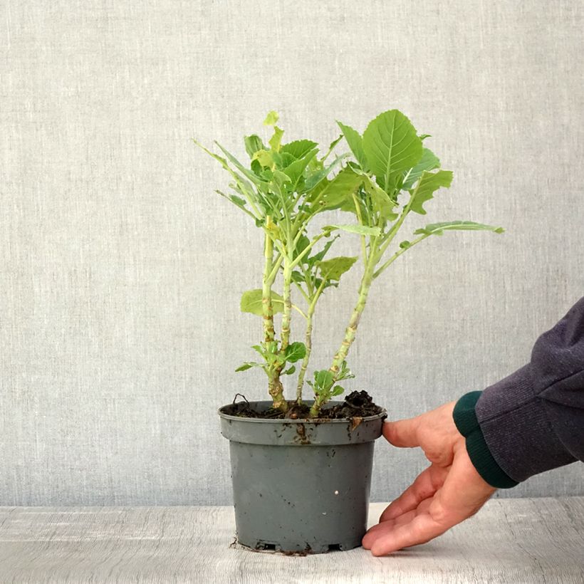 Amostra de Couve-perene Daubenton em plantas Vaso de 1,5 L/2 L tal como entregue no outono