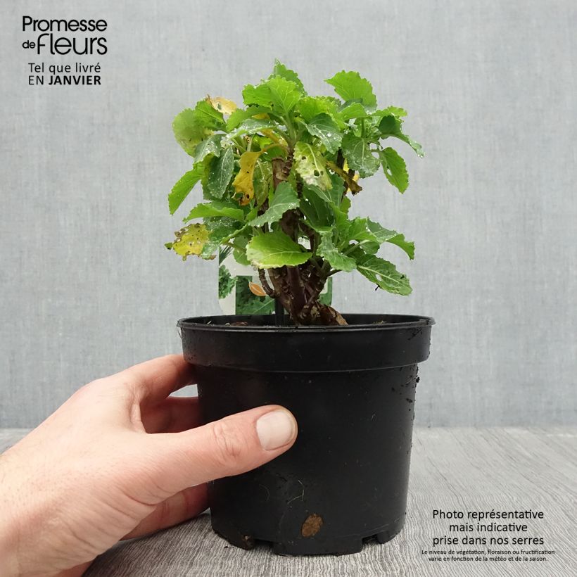 Amostra de Chou perpétuel Daubenton en plant - Brassica oleracea ramosa  Vaso de 1,5 L/2 L tal como entregue no inverno
