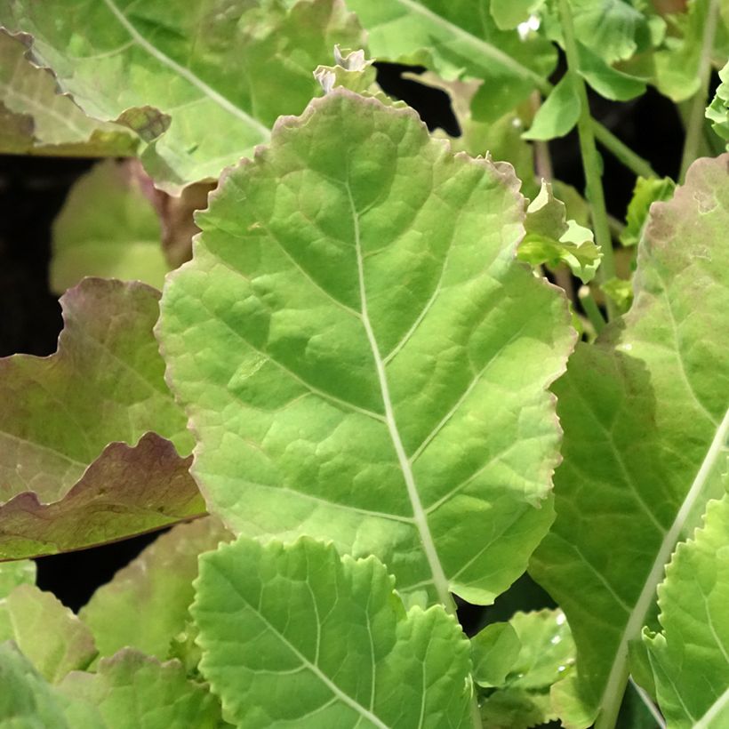 Couve-perene Daubenton em plantas (Folhagem)