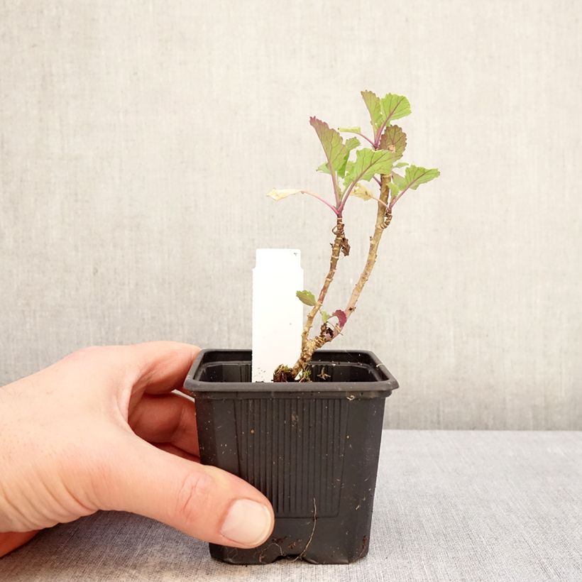 Amostra de Couve-perpétua Daubentons Green plantas jovens Vaso de 8/9 cm tal como entregue no inverno