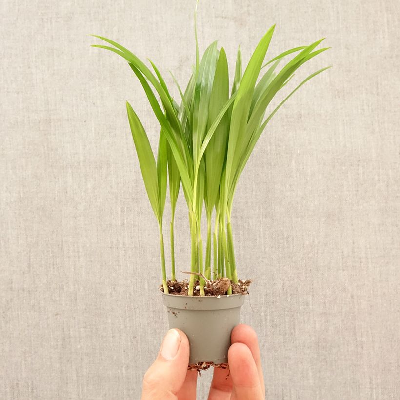 Amostra de Chrysalidocarpus lutescens - Palmeira-areca Miniplanta tal como entregue na primavera