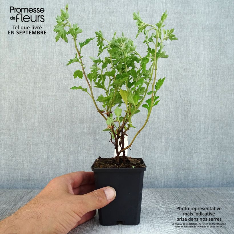 Amostra de Chrysanthème des jardins Anastasia - Dendranthema x indicum Godet de 8/9 cm tal como entregue no outono