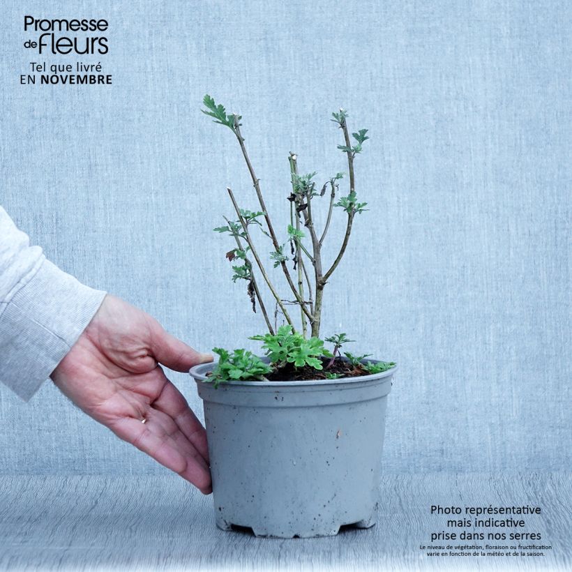 Amostra de Chrysanthème des jardins Bienchen - Chrysanthemum indicum Pot de 2L/3L tal como entregue no outono