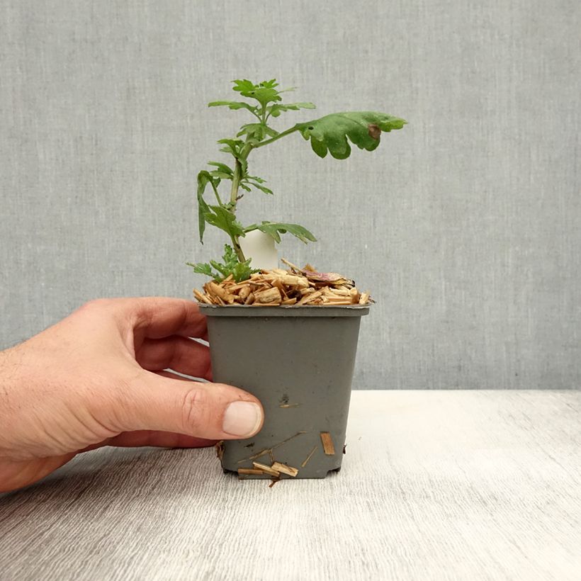 Amostra de Crisântemo Cedie Mason Vaso de 8/9 cm tal como entregue no outono