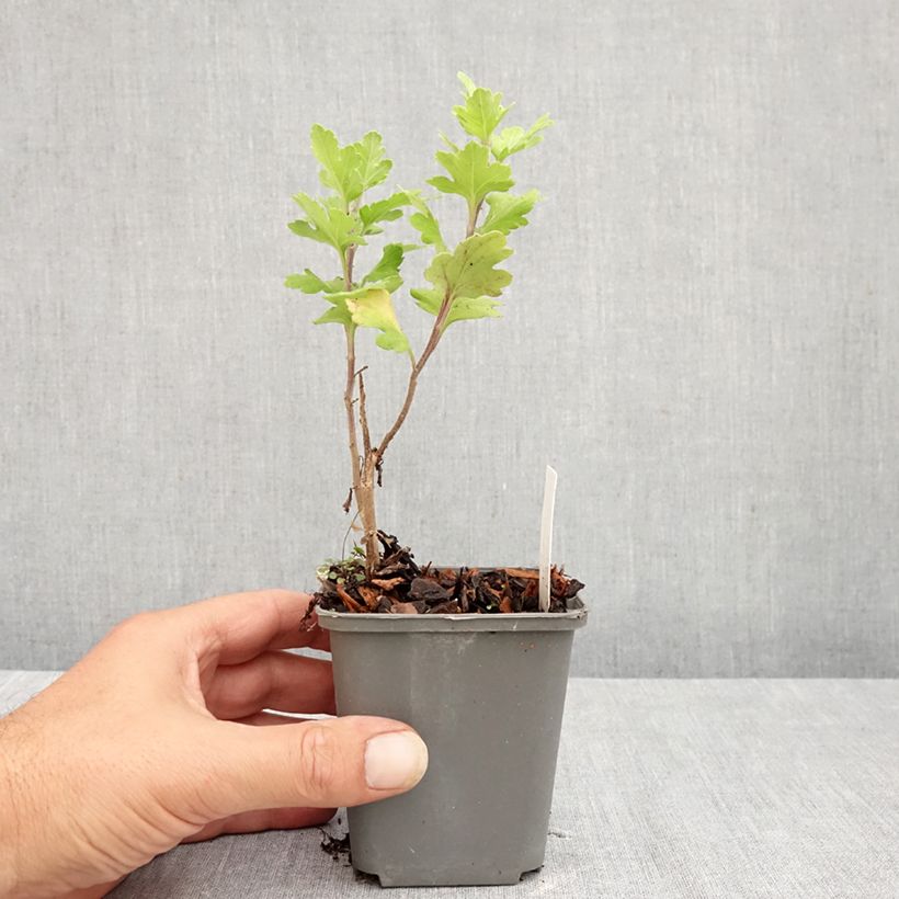 Amostra de Crisântemo Cedie Mason Vaso de 8/9 cm tal como entregue no verão