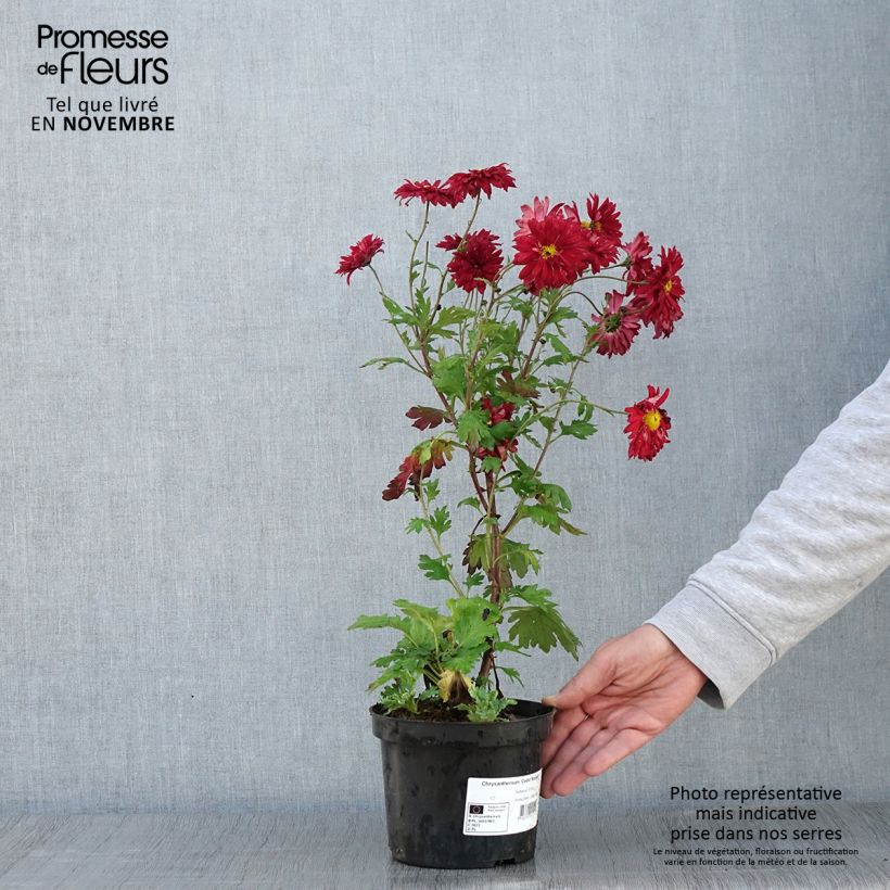 Amostra de Chrysanthème des jardins Cedie Mason - Chrysanthemum (x) indicum Pot de 2L/3L tal como entregue no outono