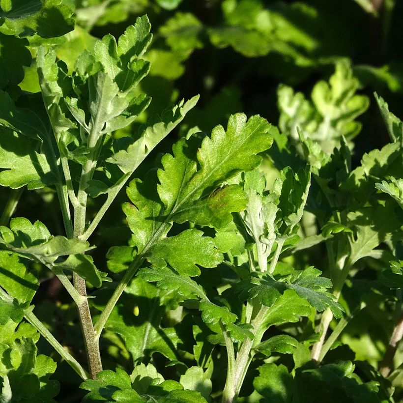 Crisântemo Citronella (Folhagem)