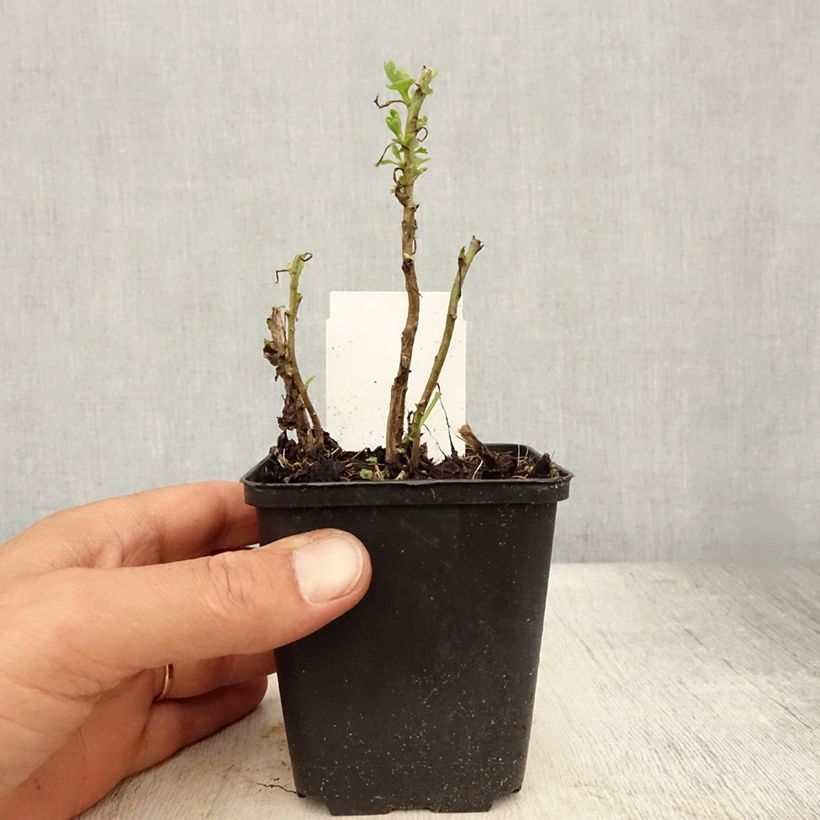 Amostra de Crisântemo Citronella Vaso de 8/9 cm tal como entregue no verão