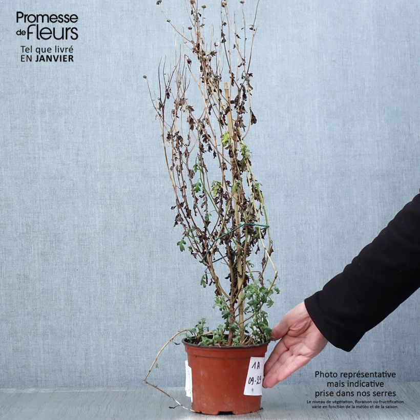 Amostra de Chrysanthème des jardins Cottage Apricot - Chrysanthemum indicum Vaso de 2 L/3 L tal como entregue no inverno