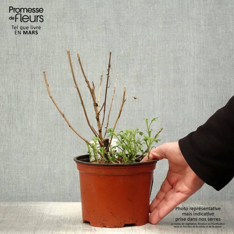 Amostra de Crisântemo Cottage Apricot Vaso de 2 L/3 L tal como entregue na primavera