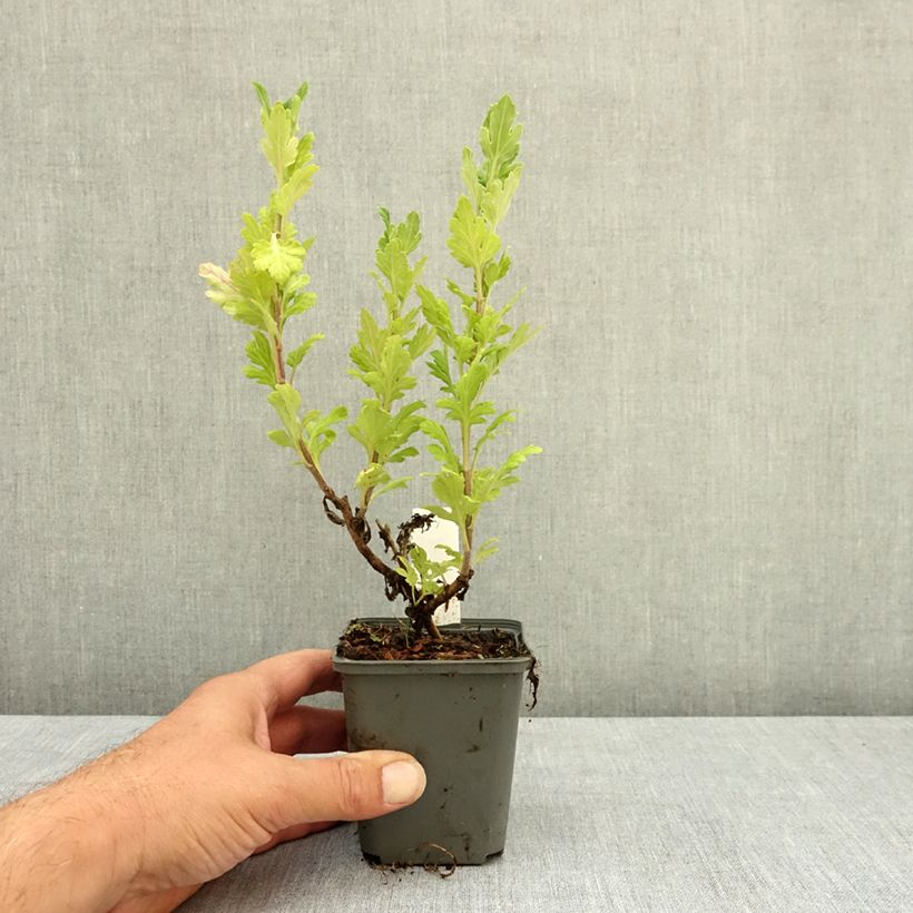 Amostra de Crisântemo Goldmarianne Vaso de 8/9 cm tal como entregue no verão