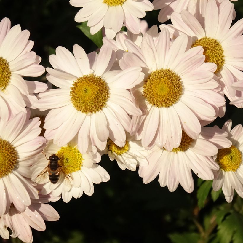 Chrysanthemum koreanum Hebe (Floração)