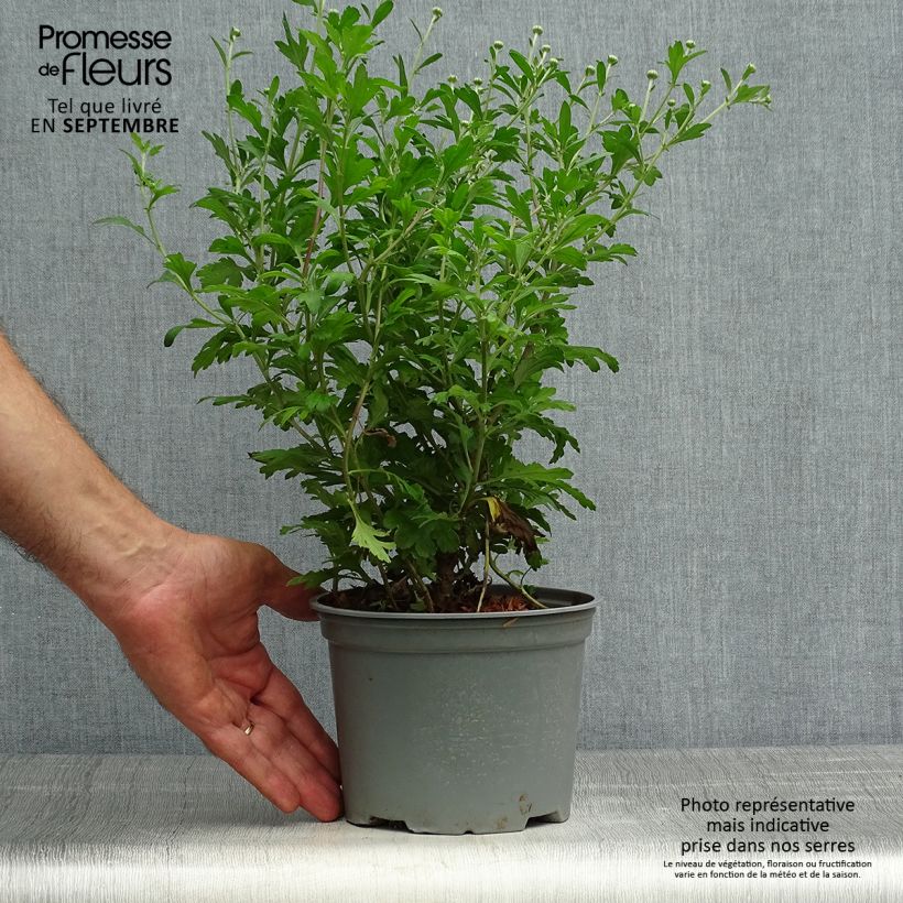 Amostra de Chrysanthemum koreanum Hebe Vaso de 2 L/3 L tal como entregue no outono