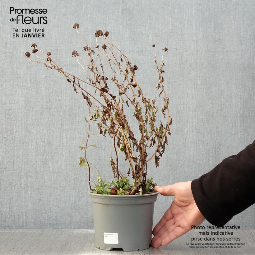 Amostra de Chrysanthème des jardins Hebe - Chrysanthemum koreanum Vaso de 2 L/3 L tal como entregue no inverno