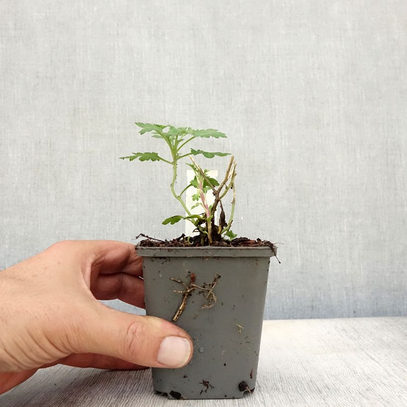 Amostra de Crisântemo Julia Vaso de 8/9 cm tal como entregue no outono