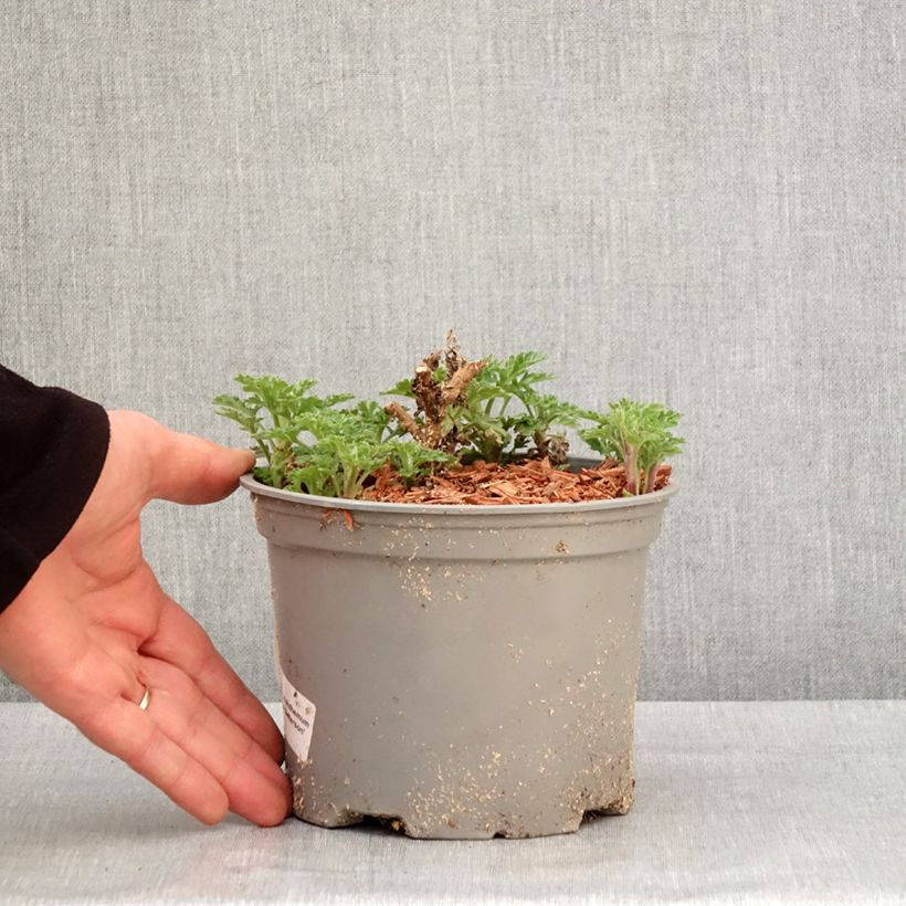 Amostra de Crisântemo Julia Vaso de 2 L/3 L tal como entregue no inverno