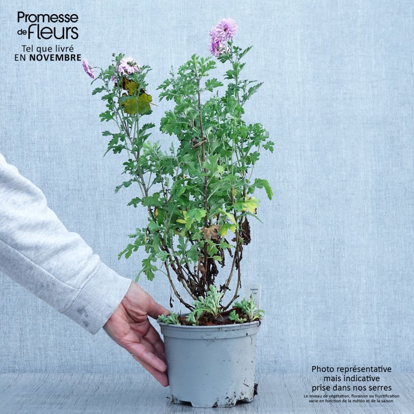 Amostra de Chrysanthème des jardins Mei Kyo - Chrysanthemum indicum Pot de 2L/3L tal como entregue no outono