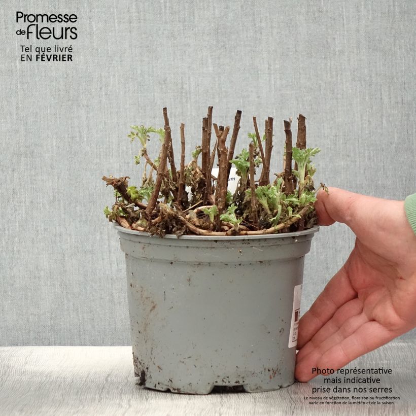 Amostra de Chrysanthème des jardins Mei Kyo - Chrysanthemum indicum Vaso de 2 L/3 L tal como entregue no inverno