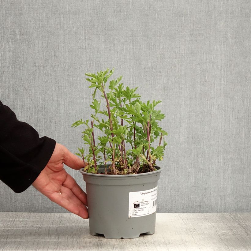 Amostra de Crisântemo Mei Kyo Vaso de 2 L/3 L tal como entregue na primavera