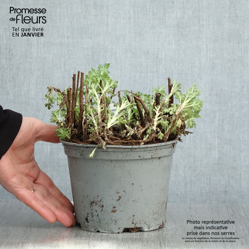 Amostra de Chrysanthème des jardins Nantyderry Sunshine - Chrysanthemum Vaso de 2 L/3 L tal como entregue no inverno