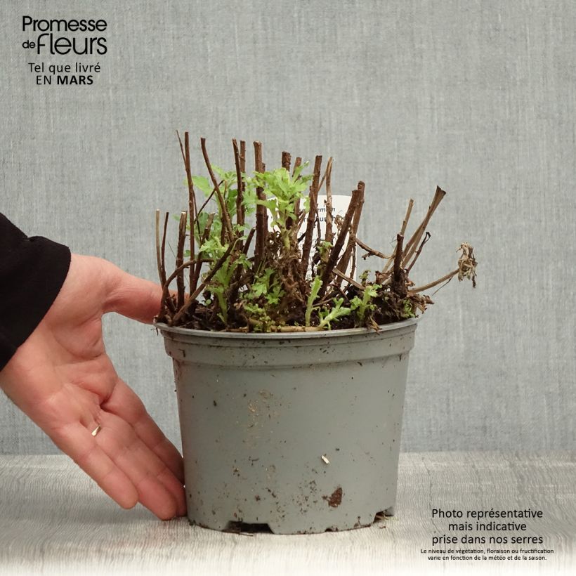 Amostra de Crisântemo Nantyderry Sunshine Vaso de 2 L/3 L tal como entregue na primavera