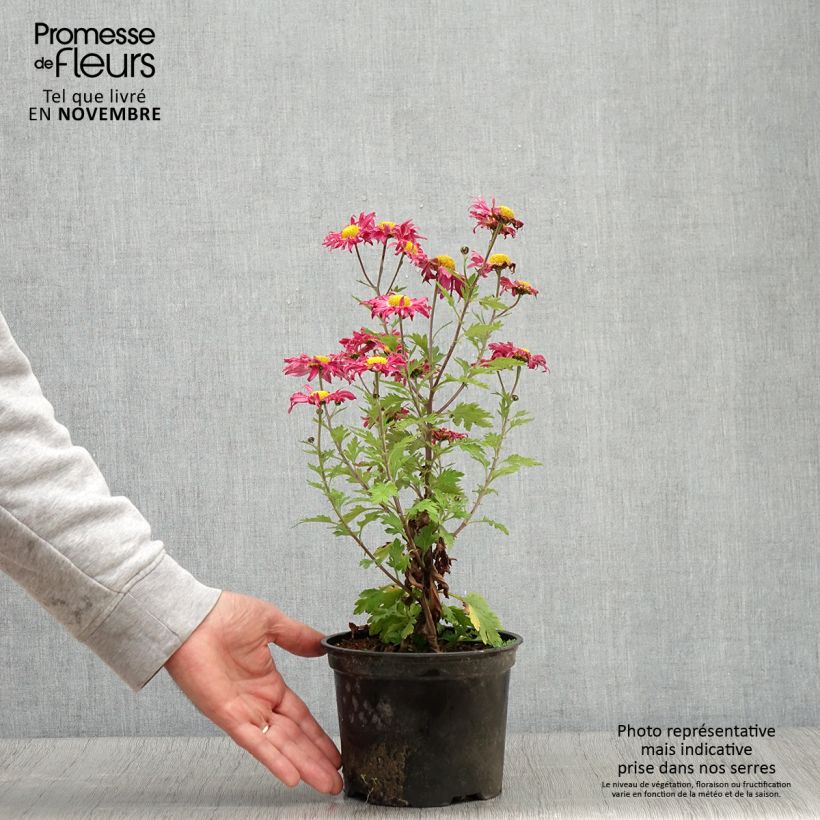 Amostra de Chrysanthème des jardins Oury - Chrysanthemum indicum Pot de 2L/3L tal como entregue no outono