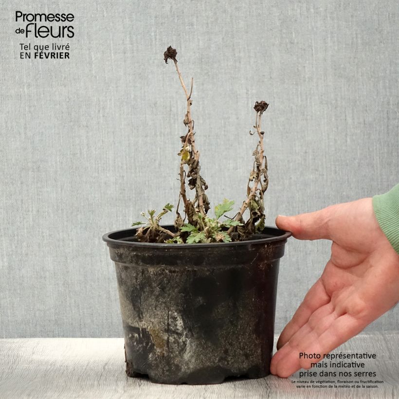 Amostra de Chrysanthème des jardins Oury - Chrysanthemum indicum Vaso de 2 L/3 L tal como entregue no inverno